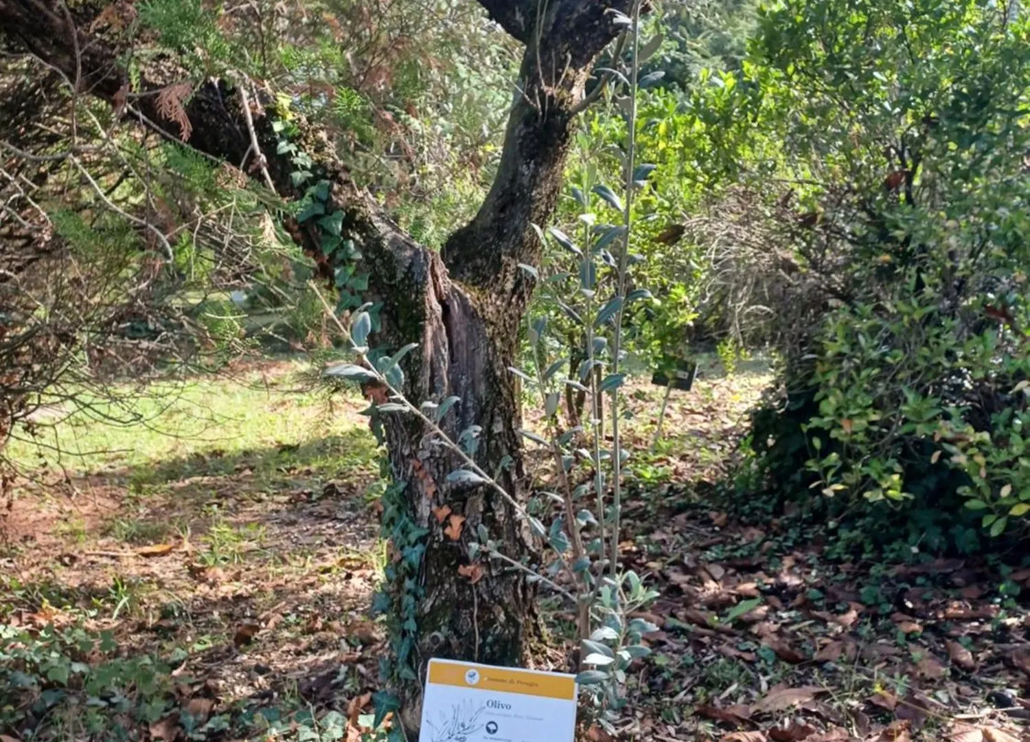 Il Bosco Sul Tevere Guest House ペルージャ アパート